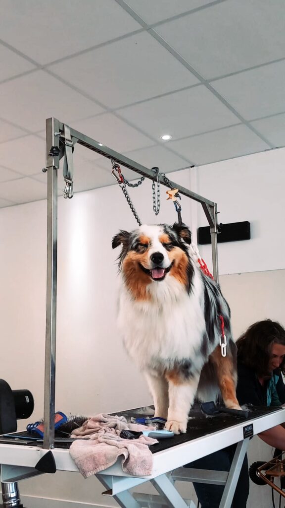 Toilettage d'un berger australien en Haute-Savoie