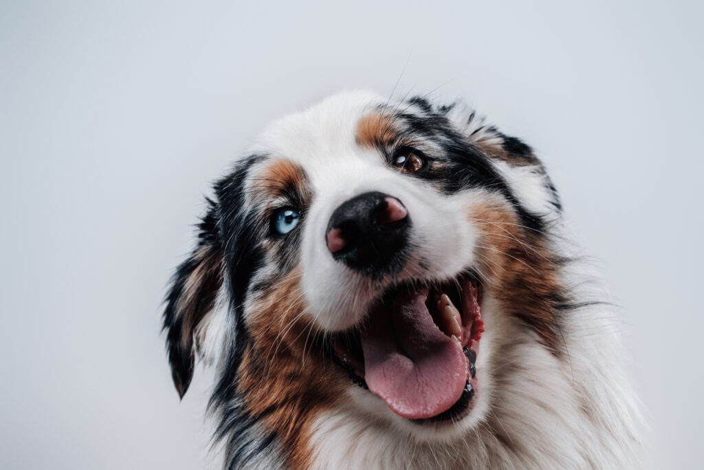 Garderie pour chien en Haute-Savoie
