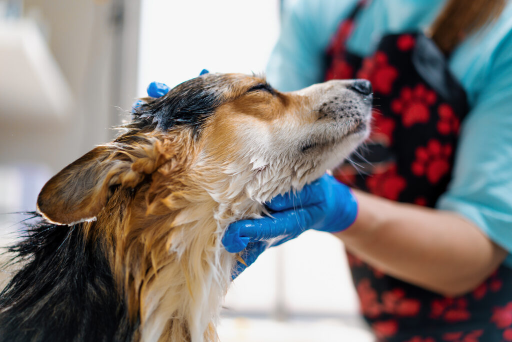 Comment toiletter un berger australien ?