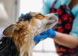 Comment toiletter un berger australien ?