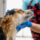 Comment toiletter un berger australien ?