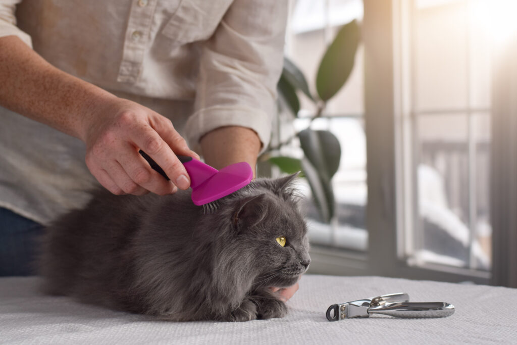 Toilettage pour chat en Haute-Savoie