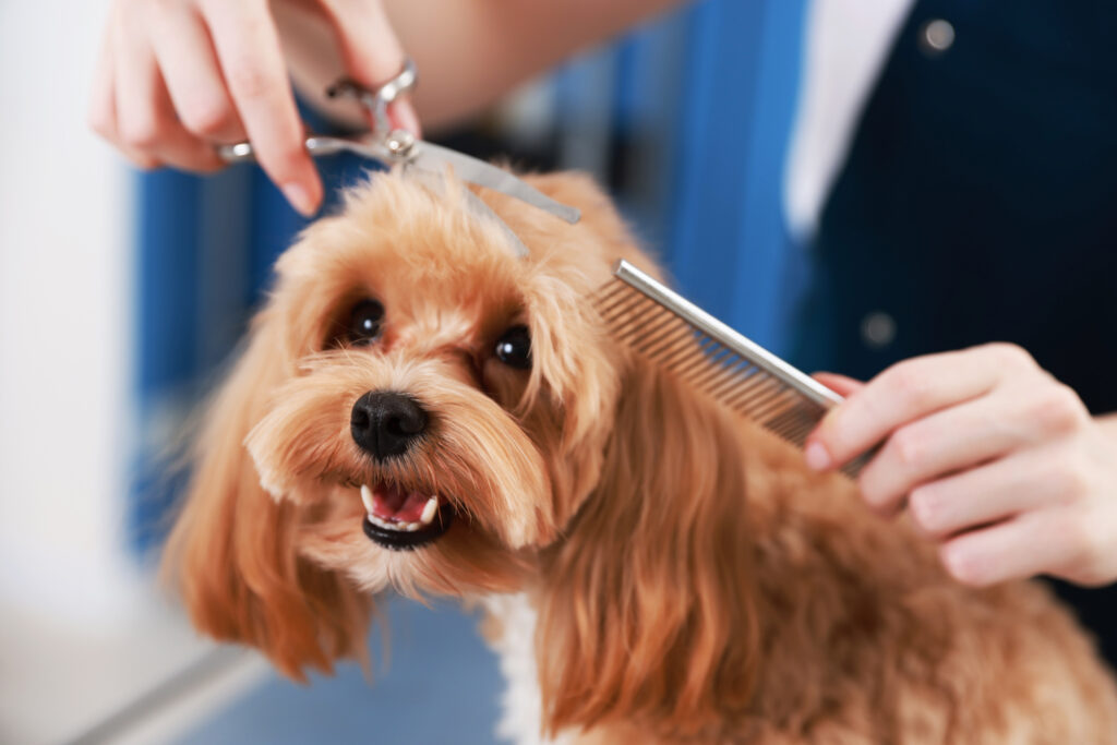Toiletteur de chien et chat à Cluses