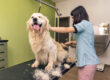 Toilettage de golden retriever en Haute-Savoie