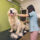 Toilettage de golden retriever en Haute-Savoie