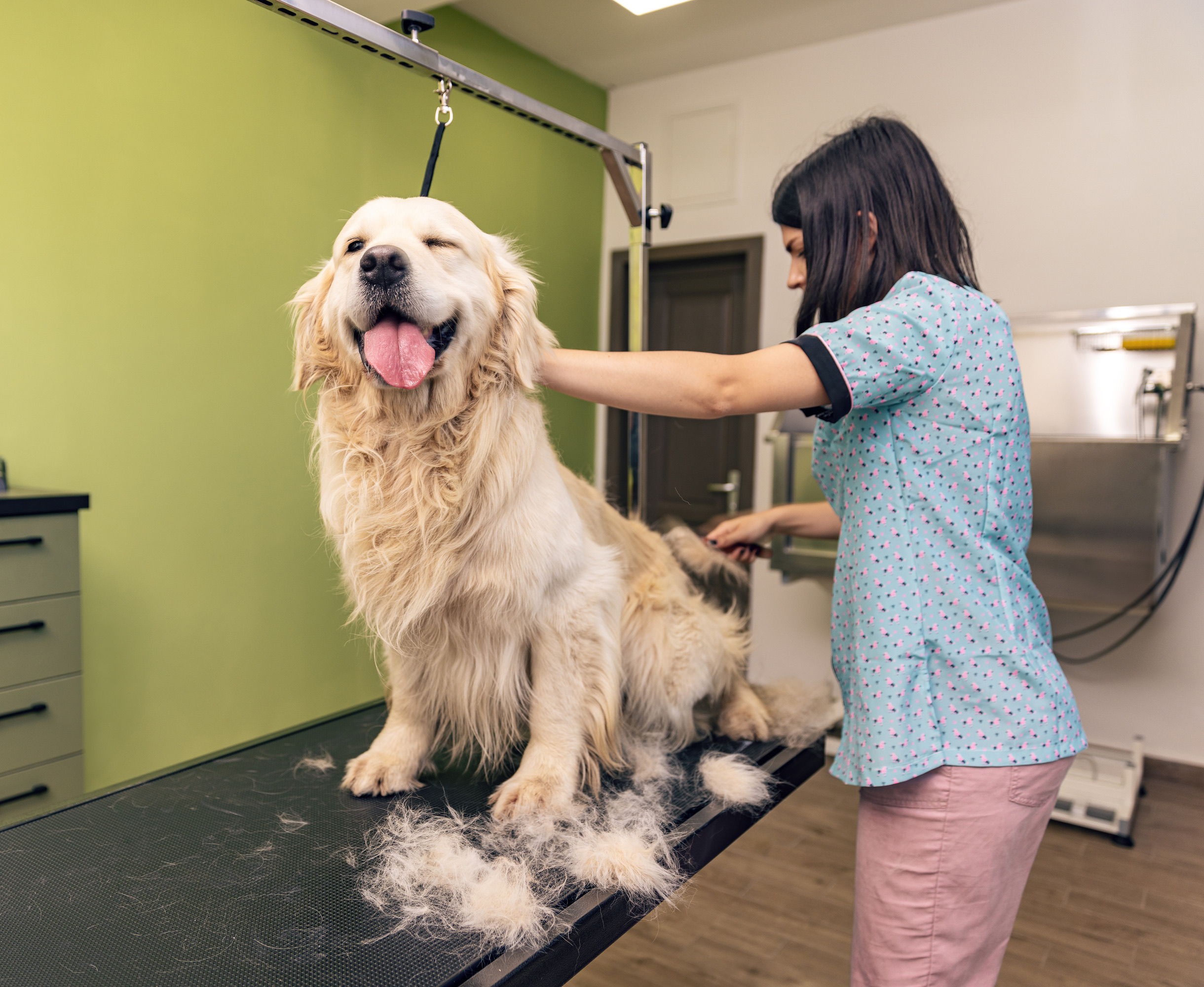Toilettage de golden retriever en Haute-Savoie